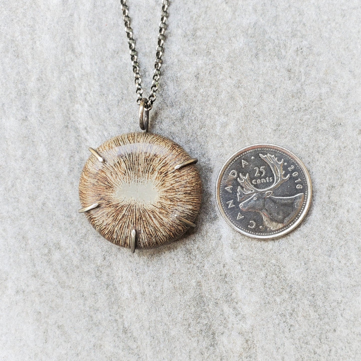 Fossil Coral bud prong set sterling silver necklace